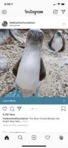 Blue-Footed Booby bird on Instagram