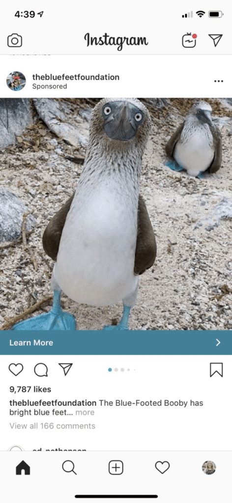 Blue-Footed Booby bird on Instagram