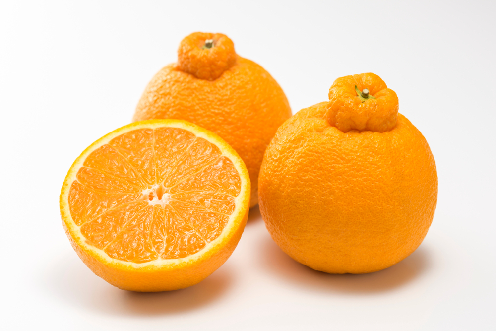 sumo oranges
