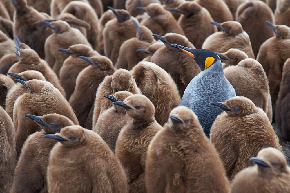 blue bird standing out in crowd of brown birds