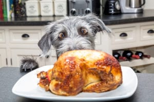 dog eating thanksgiving turkey