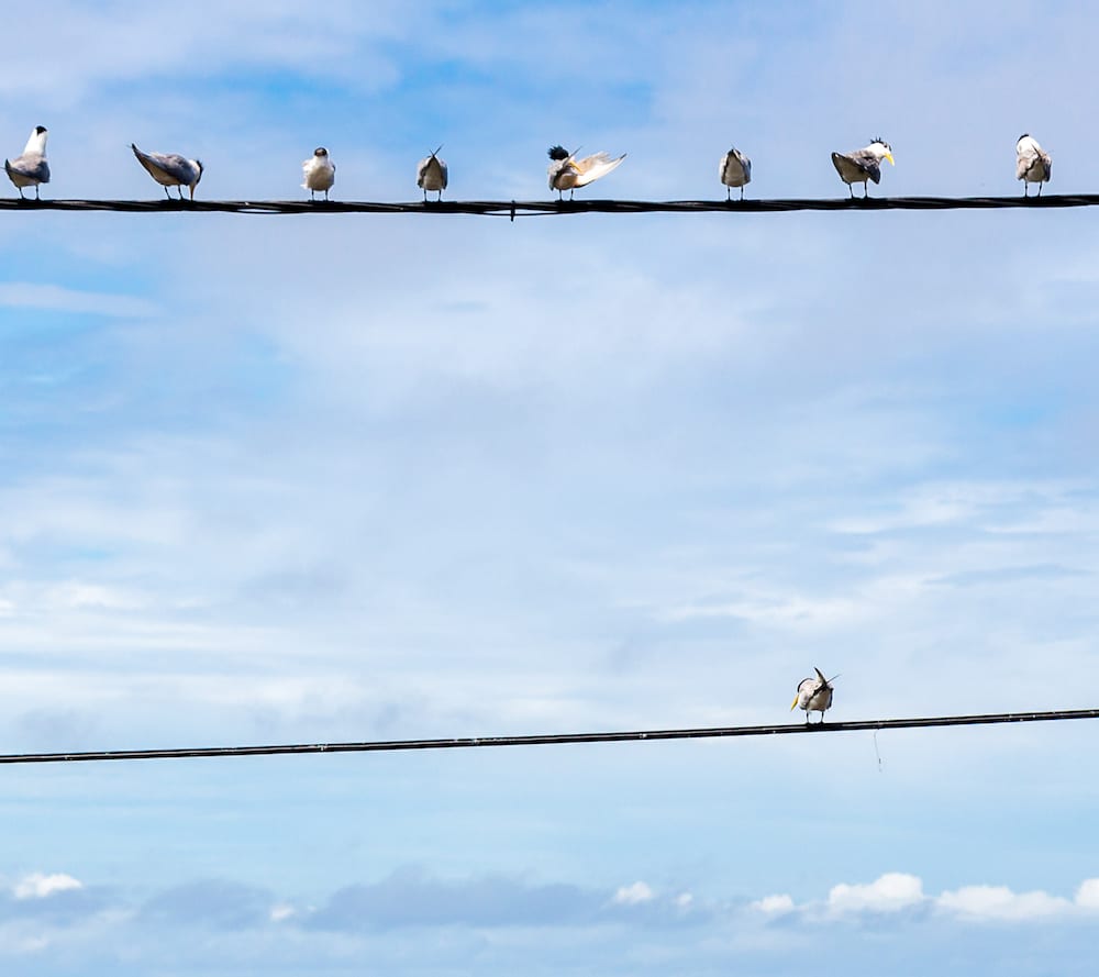 birds on a wire, one by itself
